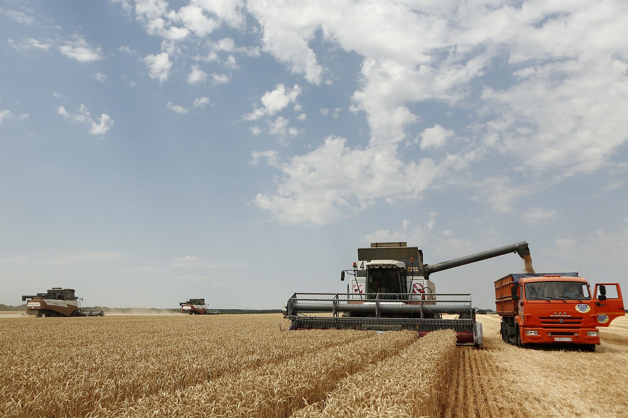 Заморозки и засуха снизили урожай пшеницы в Саратовской области